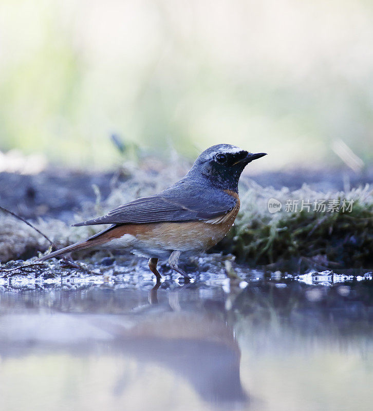 普通红雀(Phoenicurus Phoenicurus)雄性